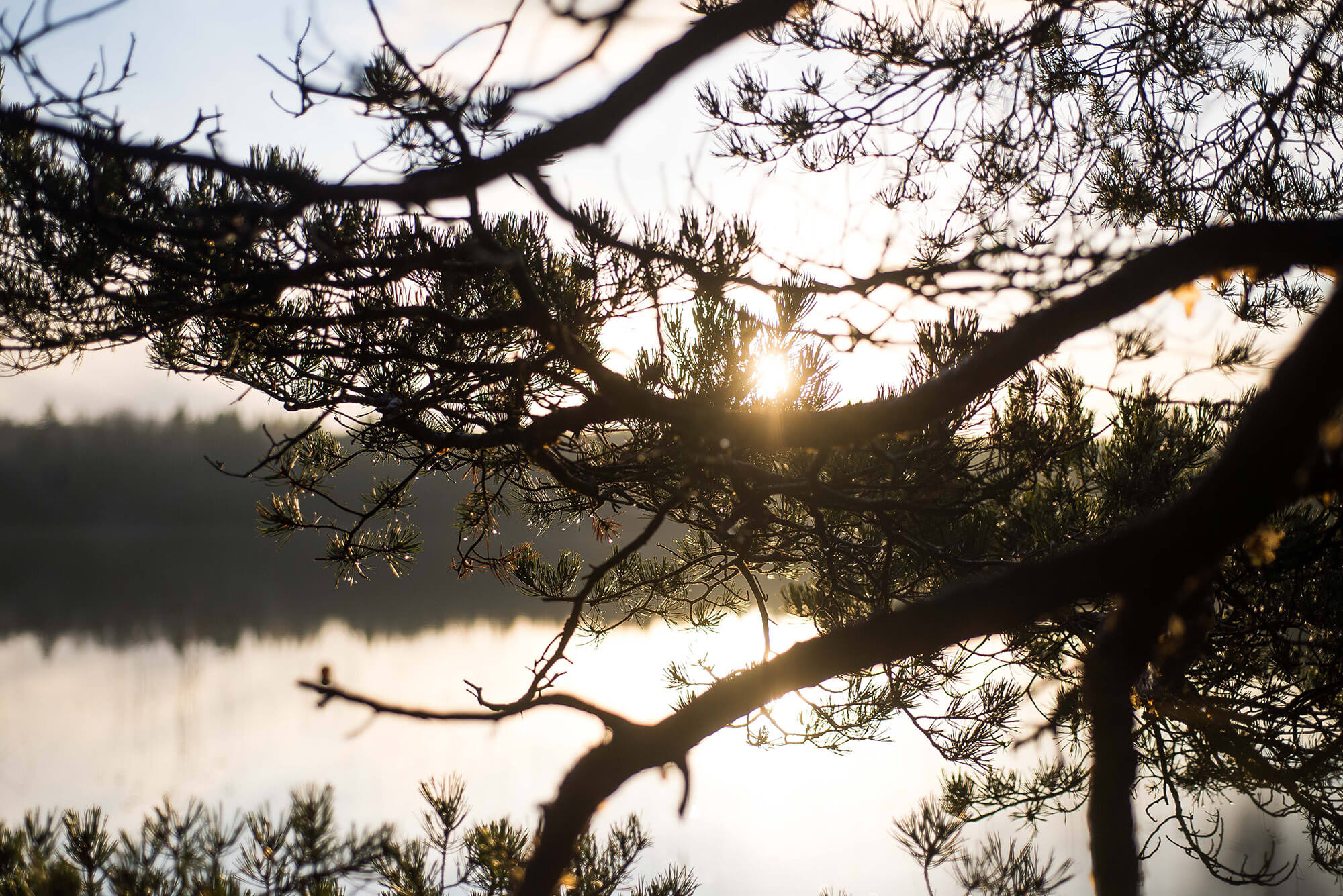 Ett träd vid ett vattendrag i närheten av Malängen Hybridpark