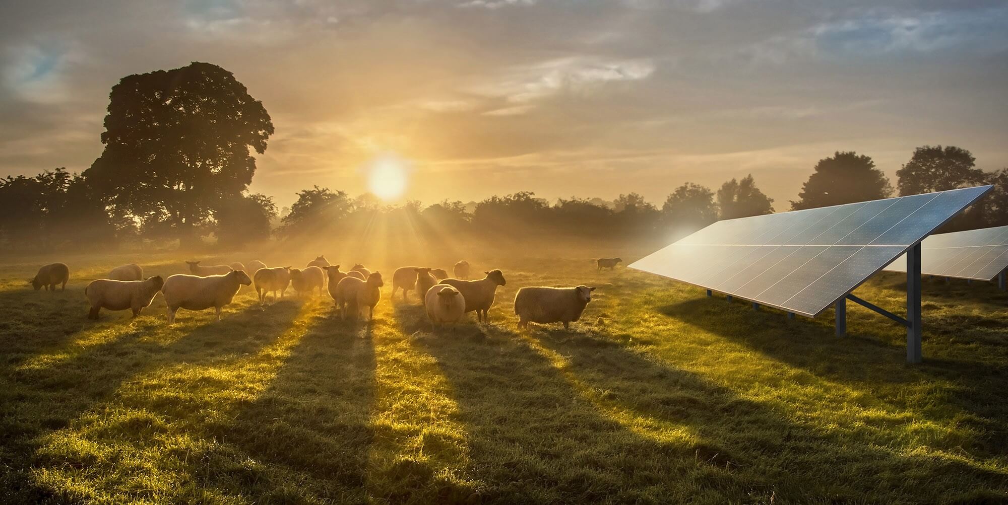 Får som går på ett fält intill solpaneler som illustrerar Malängen Hybridpark